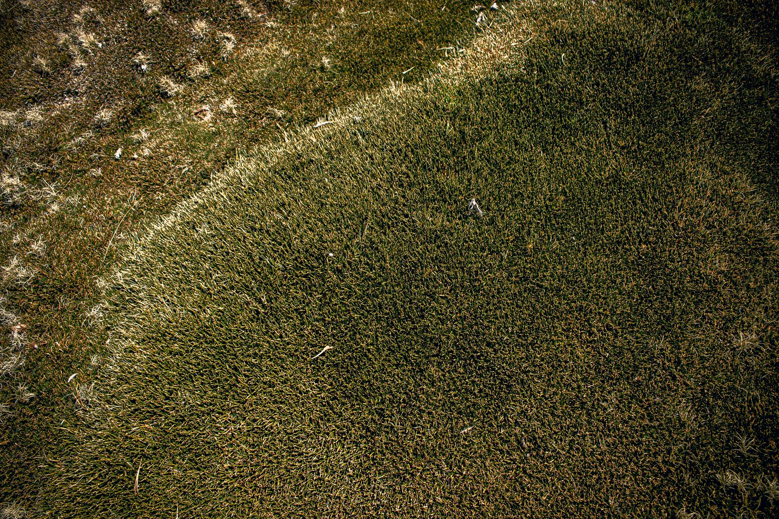 Close view of green and brown color patterns across turf