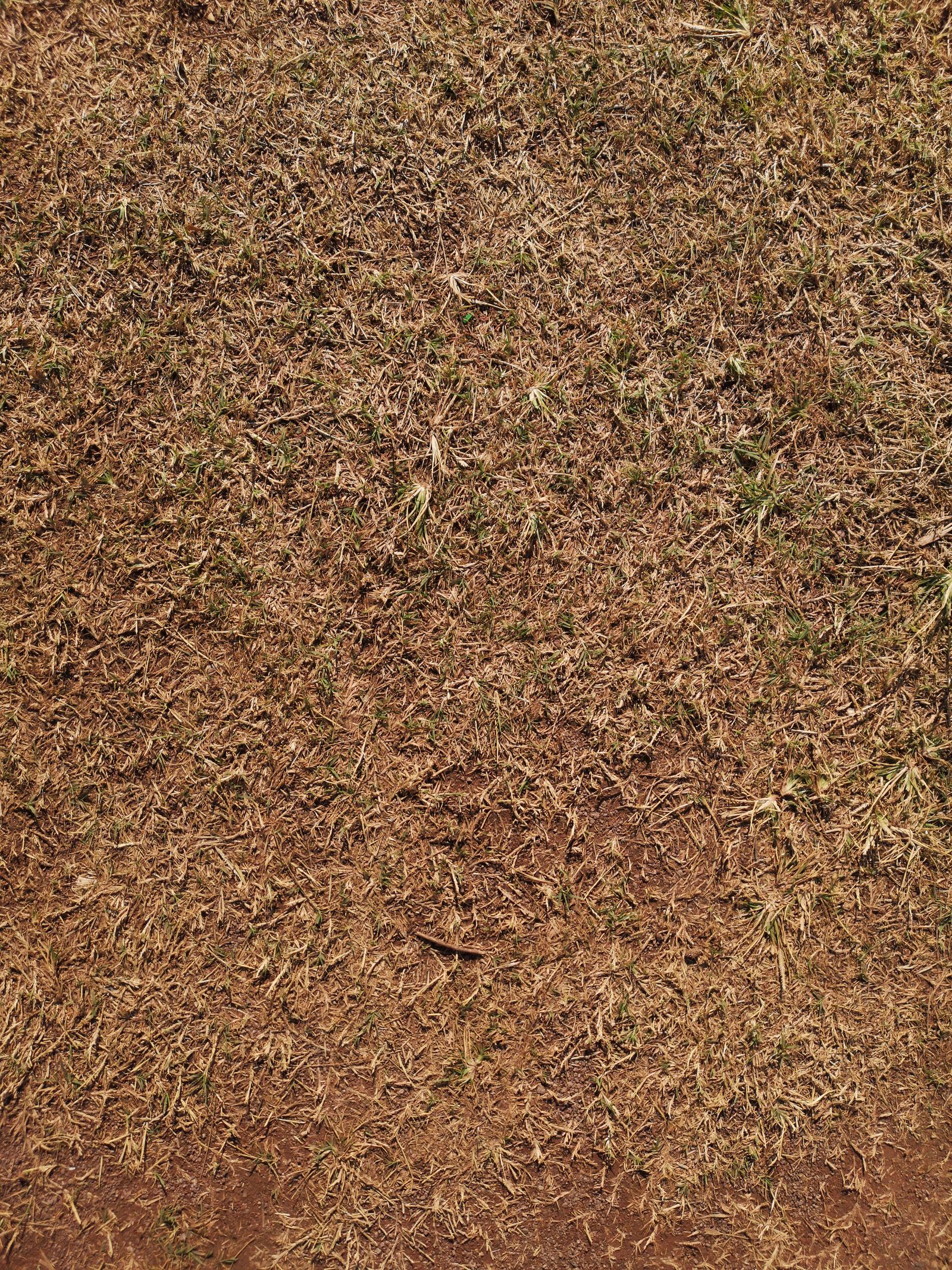 Close view of dry grass and exposed soil